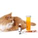 Quel antibiotique humain pour chat ?