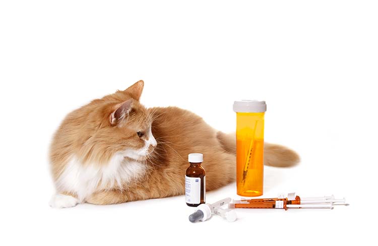 quel antibiotique humain pour chat