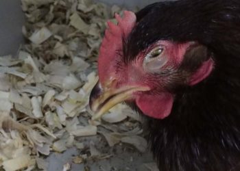 Comment soigner une poule qui a le coryza ?