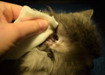 Comment nettoyer des oreilles de chat ?