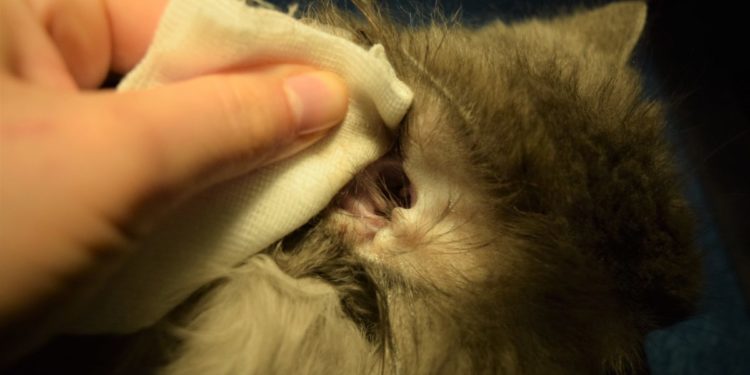 Comment nettoyer des oreilles de chat ?