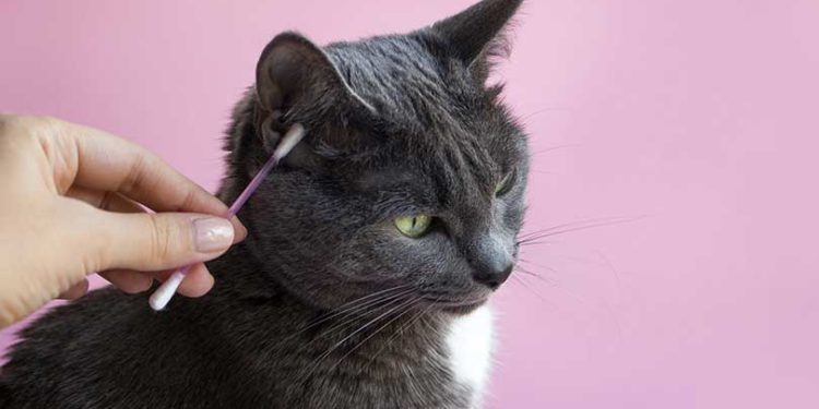 Comment nettoyer les oreilles de son chat ?