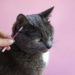 Comment nettoyer les oreilles de son chat ?