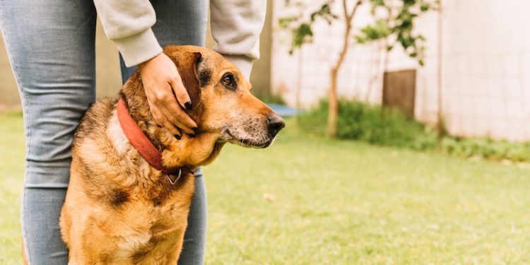 Comment soulager chien qui boite ?