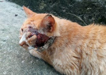 Comment savoir si la plaie de mon chat est infectée ?