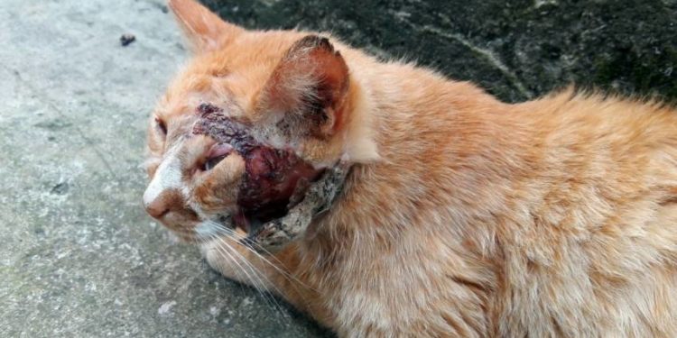 Comment savoir si la plaie de mon chat est infectée ?