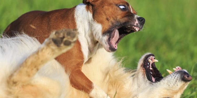 Comment faire réagir un chien ?