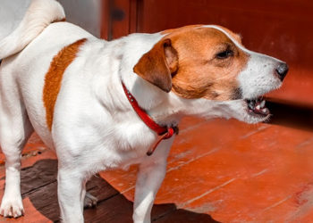 Pourquoi mon chien aboie dehors ?