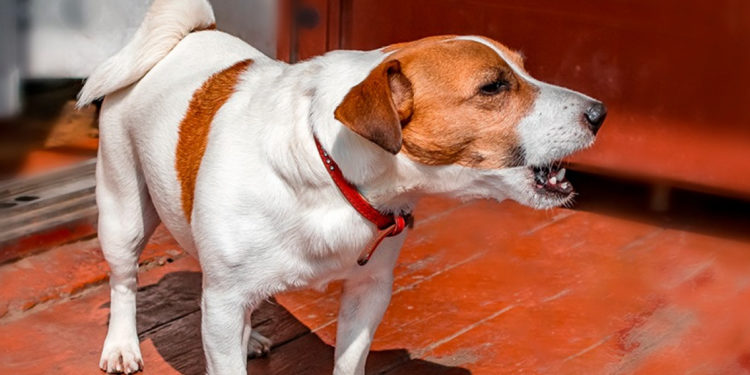 Pourquoi mon chien aboie dehors ?