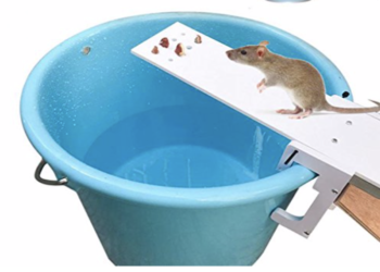 Quel est le meilleur piège à rat ?