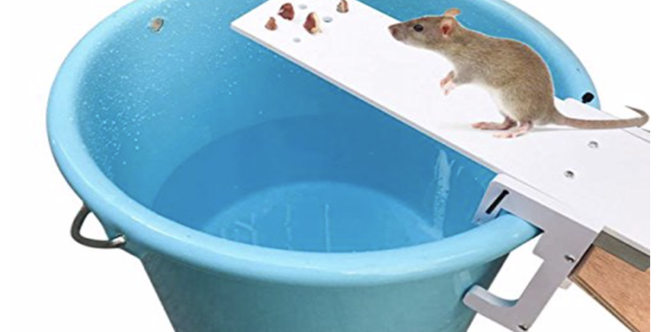 Quel est le meilleur piège à rat ?