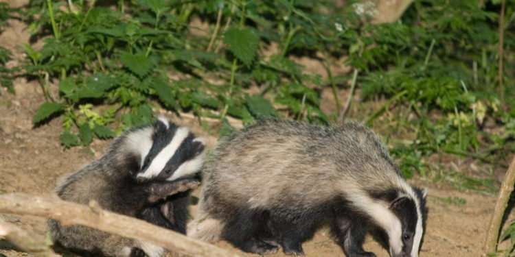Quel est le prédateur du blaireau ?