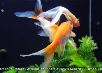 Comment savoir si son poisson rouge est un mâle ou une femelle ?