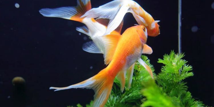 Comment savoir si son poisson rouge est un mâle ou une femelle ?