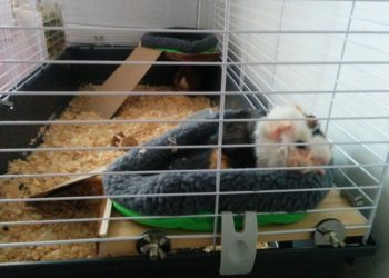 Comment faire un nid douillet pour cochon d'Inde ?