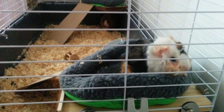 Comment faire un nid douillet pour cochon d'Inde ?