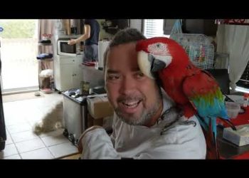 Comment jouer avec un perroquet ?