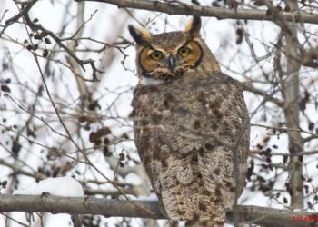 Quelle bruit fait le hiboux ?