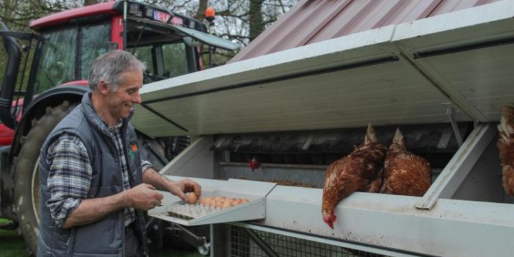 Quel bruit font les poules ?