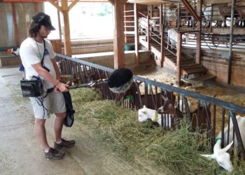 Quel bruit fait la vrillette ?