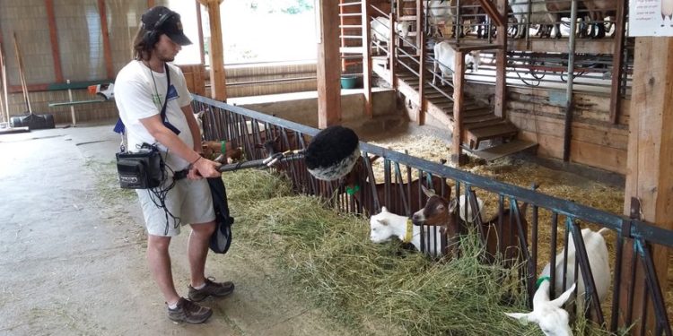 Quel bruit fait la vrillette ?
