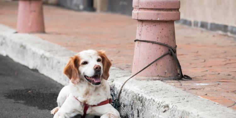 Comment dégager la gorge d'un chien ?