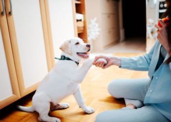 Comment dresser un fennec ?