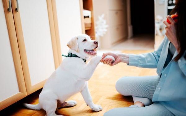 Comment dresser un fennec ?