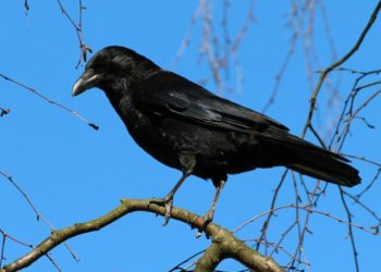 Quel est la symbolique du corbeau ?