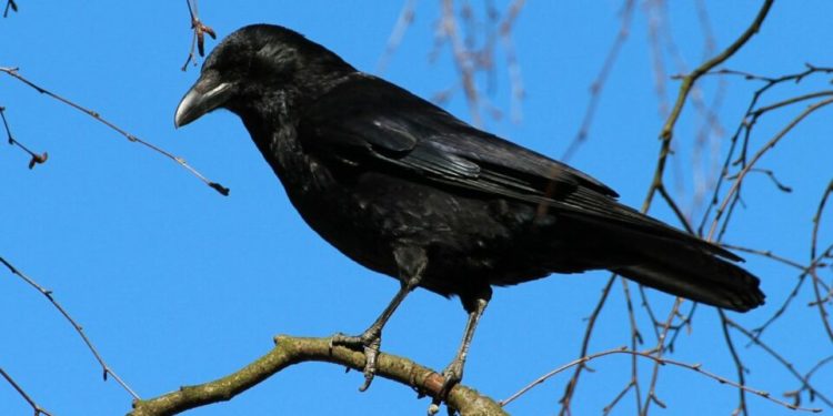 Quel est la symbolique du corbeau ?