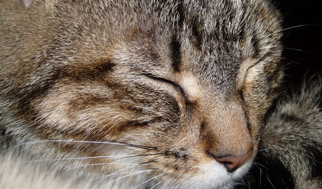 Quelle est la race de mon chat ?