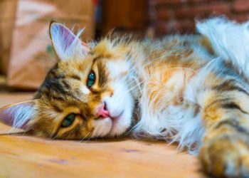 Quel chat a le meilleur caractère ?