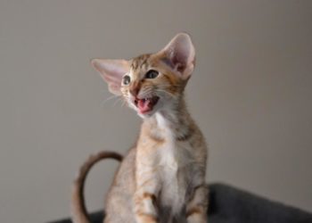 Quel race de chat se vend le mieux ?