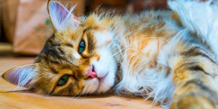 Quel chat a le meilleur caractère ?