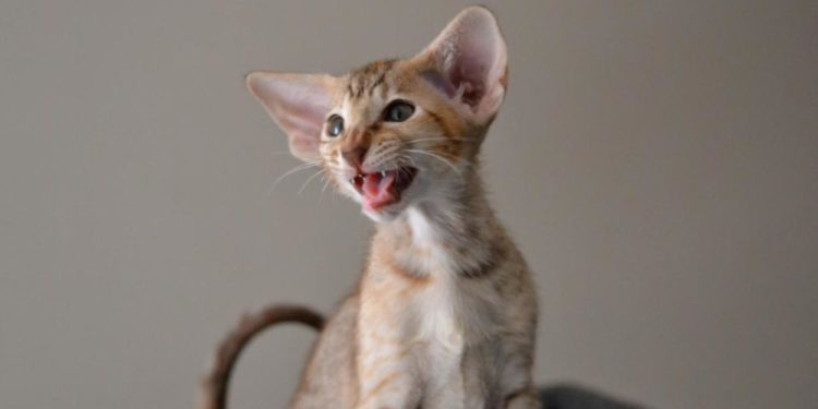 Quel race de chat se vend le mieux ?