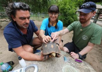 Quelle température pour les tortues ?
