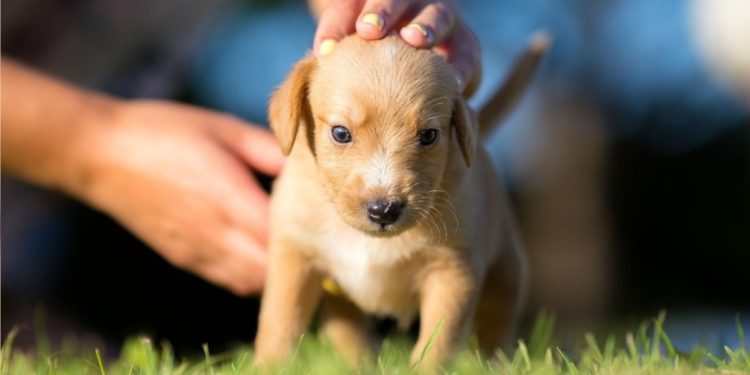 Quel mini chien choisir ?
