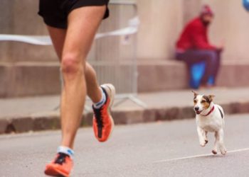 Est-ce bon de courir avec son chien ?