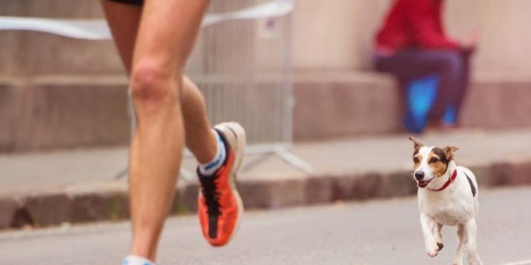 Est-ce bon de courir avec son chien ?