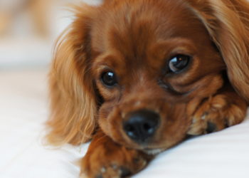 Quel est le petit chien le plus gentil ?