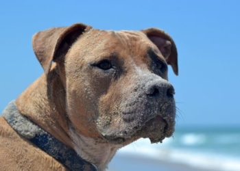 Comment posséder un pitbull en France ?