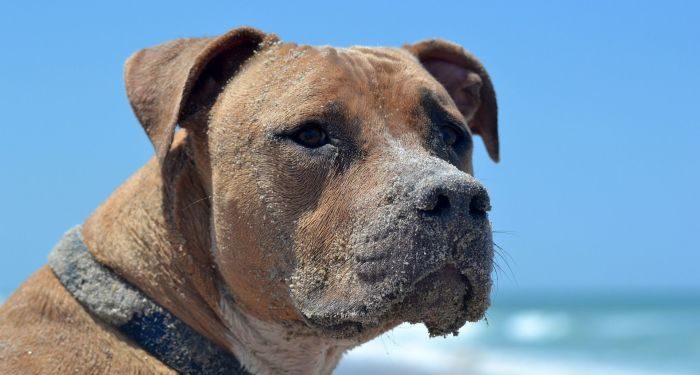 Comment posséder un pitbull en France ?