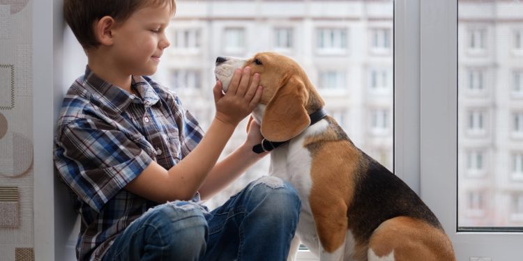 Quel est le meilleur chien de compagnie en appartement ?