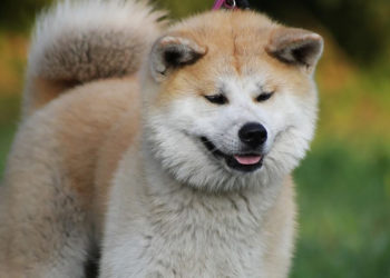 Comment punir un Akita Inu ?