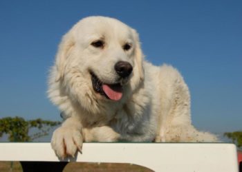 Quels sont les meilleurs chiens de garde ?