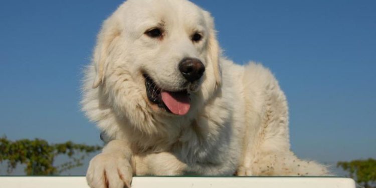 Quels sont les meilleurs chiens de garde ?