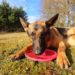 Quel chien de berger pour famille ?