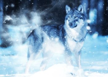 Quel chien descend du loup ?