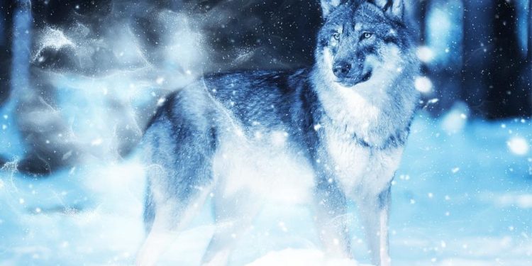 Quel chien descend du loup ?