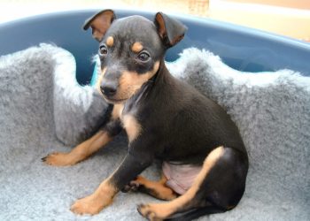 Quel grand chien peut vivre en appartement ?